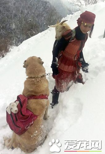 羊妈妈暴风雪生宝宝 狗狗冒着生命危险拯救