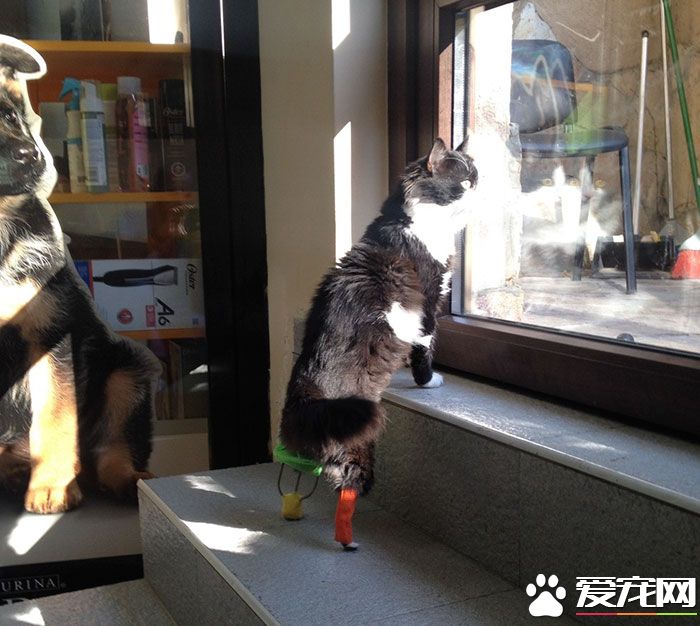 残疾猫咪被安装上假腿 重获新生能跑能跳