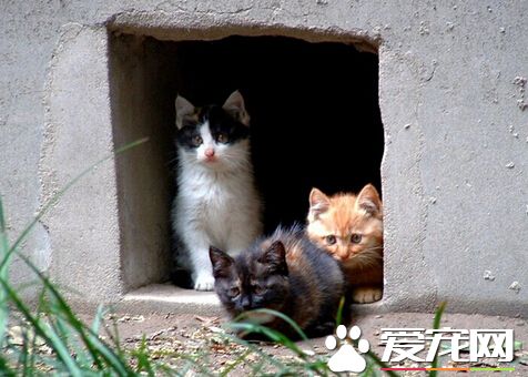 加拿大男子养猫太多 被罚款收监仍不放弃