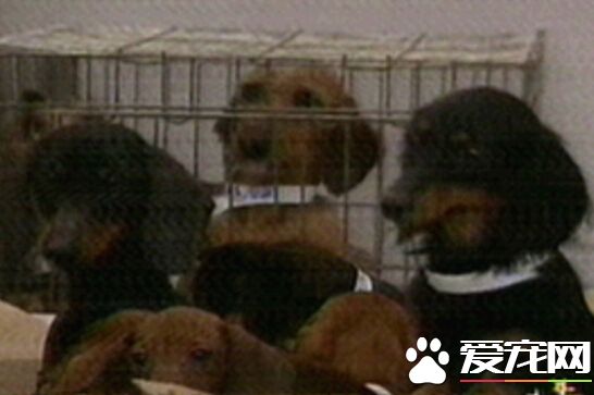 百只腊肠狗遭虐 民间团体突击抢救