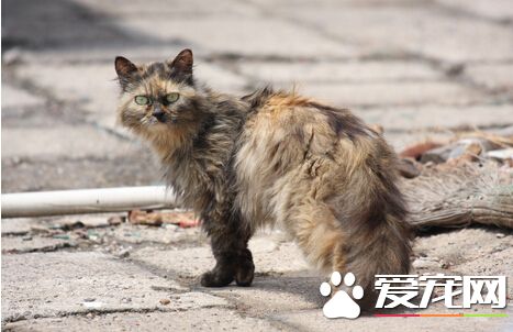 加拿大男子养猫太多 被罚款收监仍不放弃