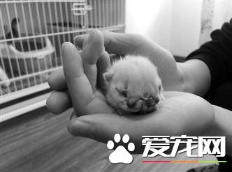 奇特猫咪降临人世 猫咪有双脸3眼以及2嘴巴