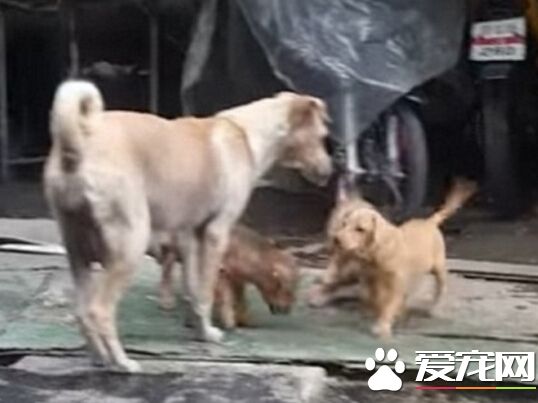 有鸡腿不吃 流浪狗带回家喂小狗