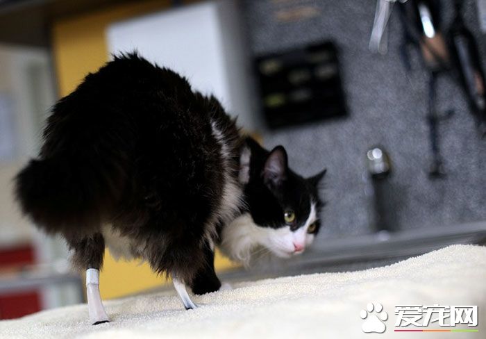 残疾猫咪被安装上假腿 重获新生能跑能跳
