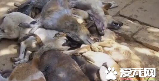 不忍流浪狗被捕杀 印度男子收养700多只流浪狗