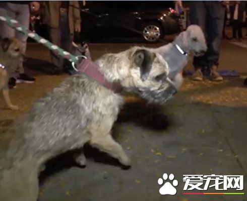 纽约狗狗爱管闲事 每周出门都要抓老鼠