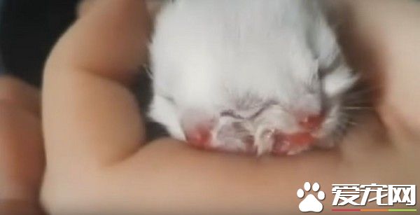 奇特猫咪降临人世 猫咪有双脸3眼以及2嘴巴