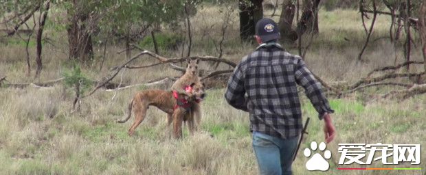 袋鼠挟持爱犬 主人奋不顾身冲上去跟袋鼠决斗