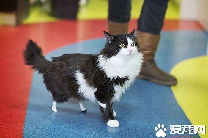 残疾猫咪被安装上假腿 重获新生能跑能跳