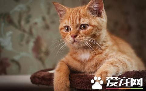 宠物猫获2万元遗产 引发家庭纠纷被藏匿