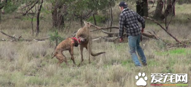 袋鼠挟持爱犬 主人奋不顾身冲上去跟袋鼠决斗