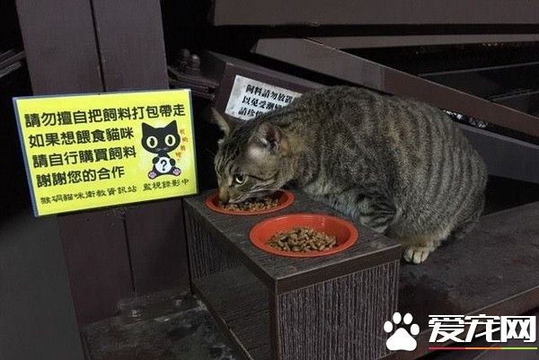 爱猫人士擅放有色饲料 猫咪吃下之后狂吐不止