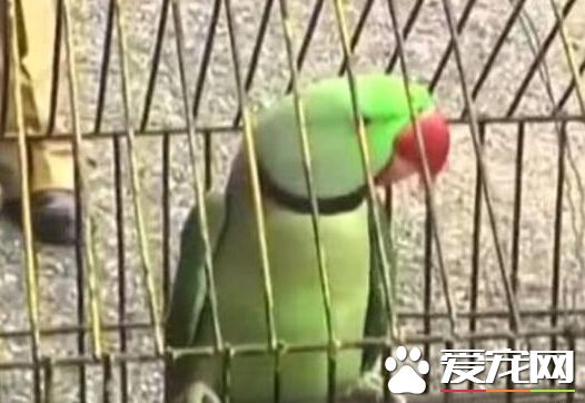 鹦鹉辱骂八旬老妇遭逮捕 疑似被主人教唆