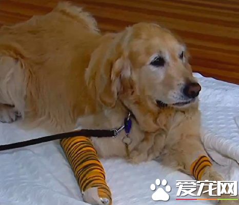 导盲犬飞身挡车救主人 重伤仍守护不离开