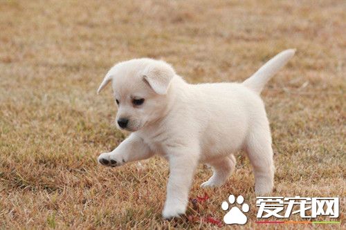 狗狗未经检疫就入澳洲 宠物狗主人收传票