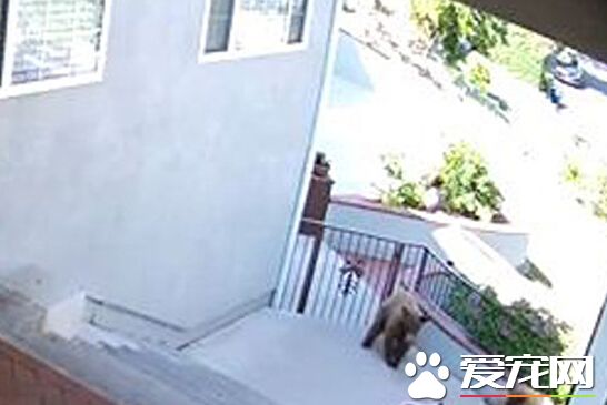 三只黑熊闯入民宅 竟被一只娇小的狗狗吓跑