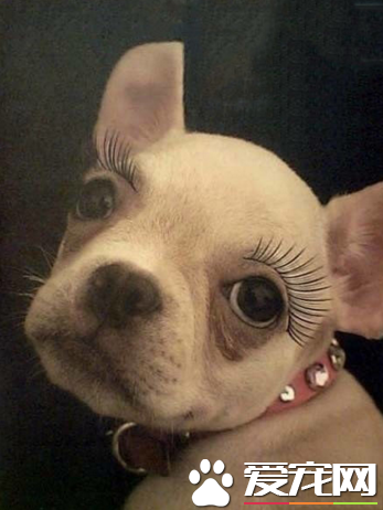 戴上假睫毛之后眼睛变得明亮通透了，果然要靠后天努力啊