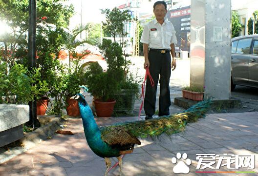 大街上捕获一只蓝孔雀 疑似遭饲主遗弃