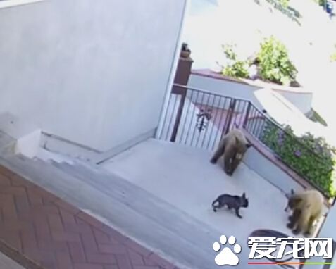 三只黑熊闯入民宅 竟被一只娇小的狗狗吓跑