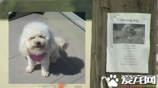 走失狗狗看电视认出自己照片 顺利回家
