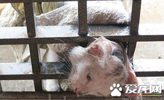 猫咪卡门获救 竟喵喵二声向消防员表谢意