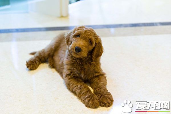 白宫将会迎来新狗狗 和川普小儿子作伴