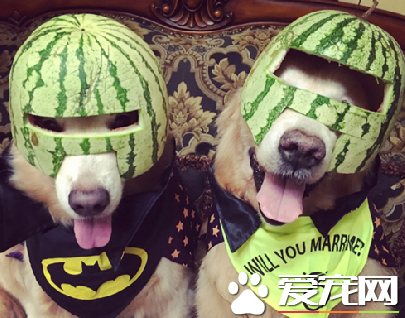 请问有什么可以帮忙吗？我们是维护正义的西瓜侠