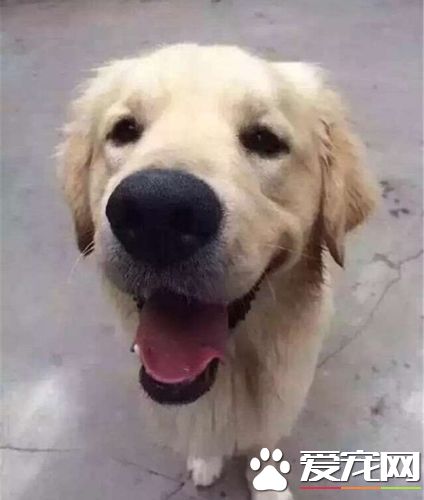 以爱心名义收养狗狗 黄金猎犬全身溃烂遭虐待