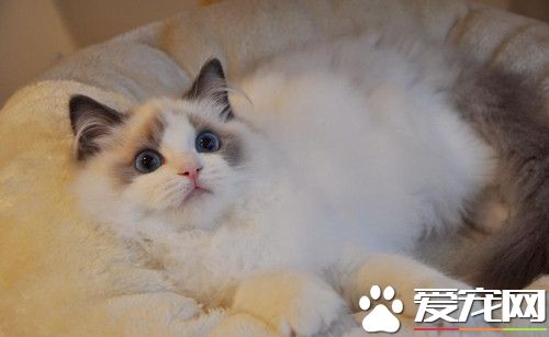 沪女网购1.5万元名猫变野猫 曝出诈骗集团