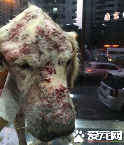 以爱心名义收养狗狗 黄金猎犬全身溃烂遭虐待