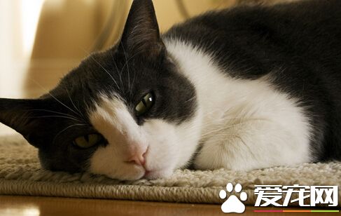 女警好心救小猫 却遭饲主告上纪律法庭