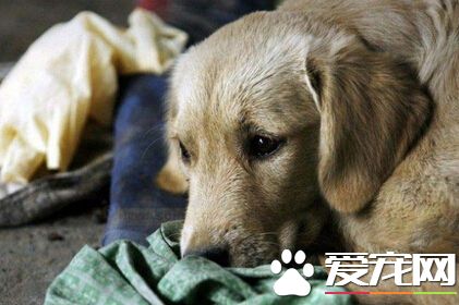 英国士兵搜索炸弹不幸阵亡 忠狗心碎而死