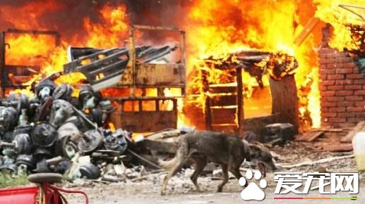 民宅遭不明人士纵火 忠狗狂吠救两兄弟