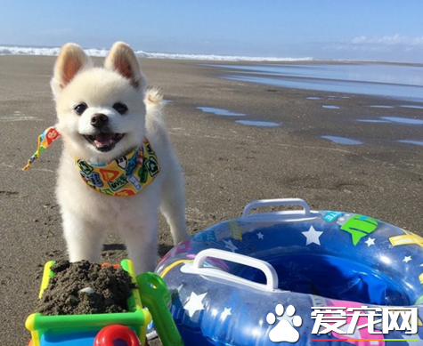 沙滩上的玩耍让俊介君笑开了花