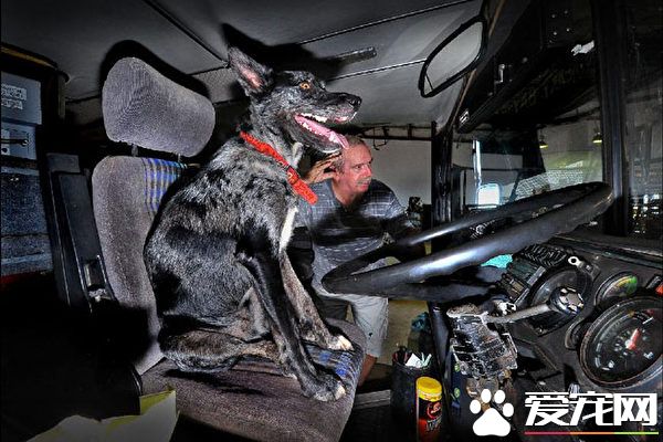 澳洲聪明狗偷学主人开车 前行数百米远