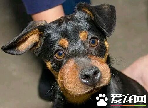 小狗惨遭群蜂螫伤150处 顽强生命终获救