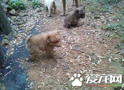 忠犬深山受困 主人多次登山终将狗狗寻回