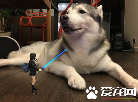 姑娘有话好好说，把武器放下先