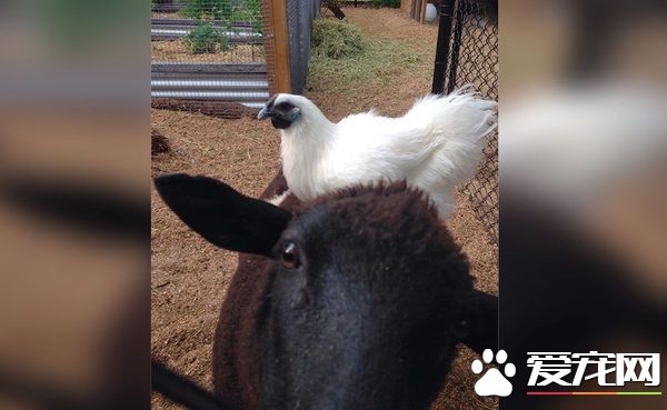 悍犬打洞闯入蓝山私宅后院 咬死五个宠物