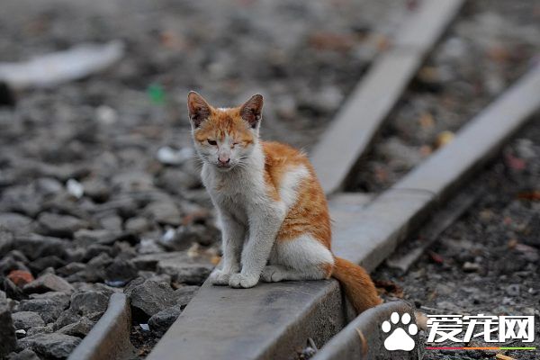 小猫误闯入轨道上 纽约7号线停运一小时