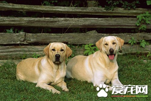 浙江男子会说狗语 身价上万的名犬被其偷走