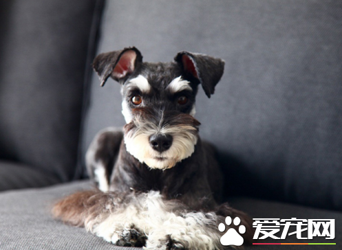 如此炯炯有神的眼神，雪纳瑞果然帅气