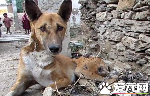 印度组织暖心救援瘫痪狗狗 狗狗重获新生