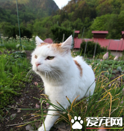 猫叔霸气地巡视着自己的领地