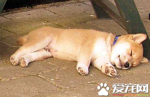 不景气害宠物! 香港宠物收容所被挤爆