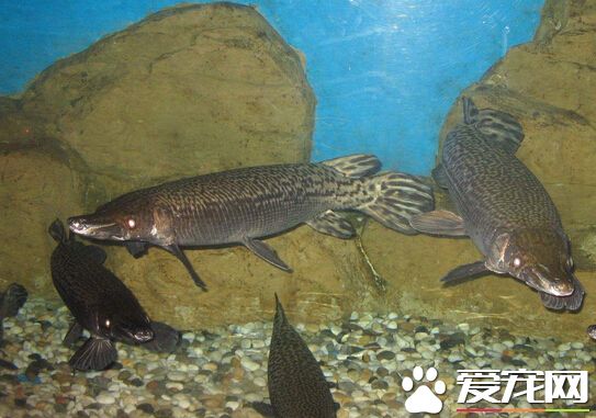 香港公园池塘捕获大型宠物鱼 均遭饲主遗弃