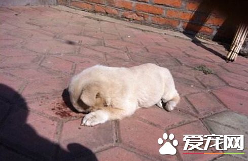 男子给狗狗除蚤 因用药过量狗狗不幸致死