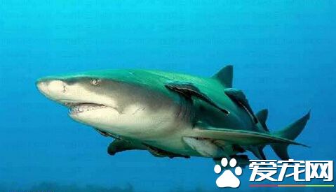 大堡礁四天第二起 澳洲男童惨遭鲨鱼咬伤