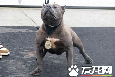 纽约街头斗牛犬咬伤多人 警察到场直接击毙
