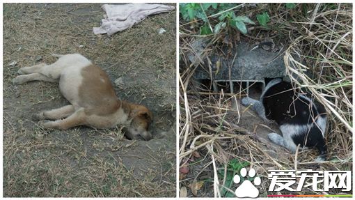 变态虐狗狂竟活埋幼犬 让小狗活活被闷死